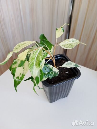 Фикус керли