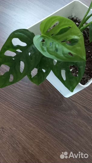 Монстера манки маск