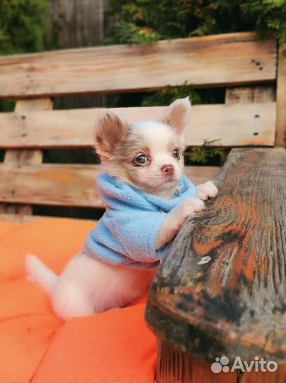 Чихуахуа мальчик с фото