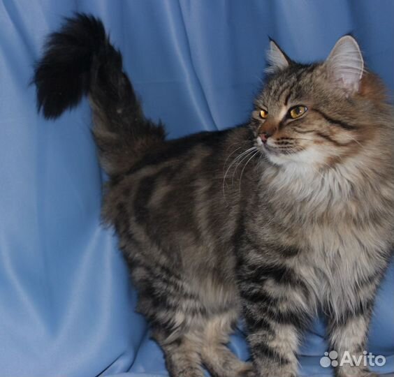 Котик ласковый непоседа