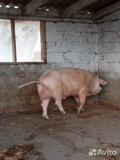 Хряк на племя