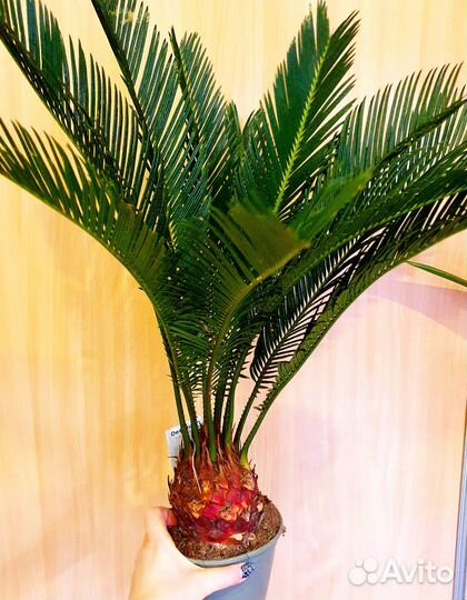 Пальма цикас революта