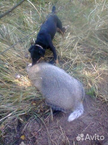 Щенки ягд-терьер