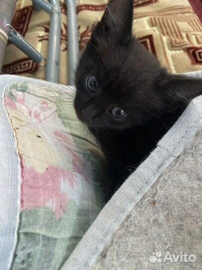 Котята в добрые руки мальчики