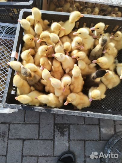 Утята, цыплята