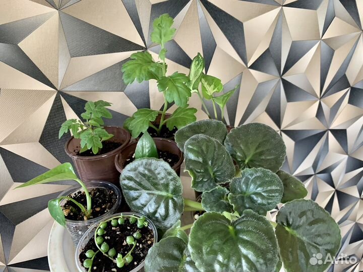 Отростки комнатных цветов