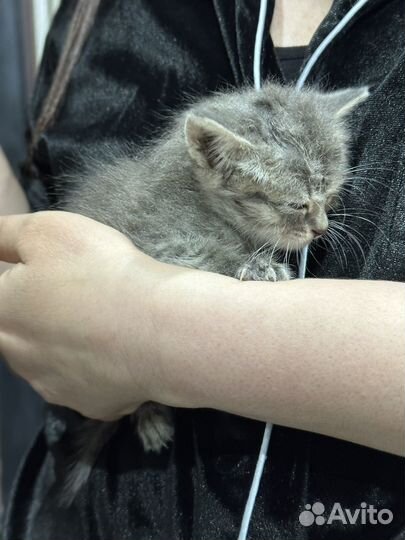 Котята бесплатно