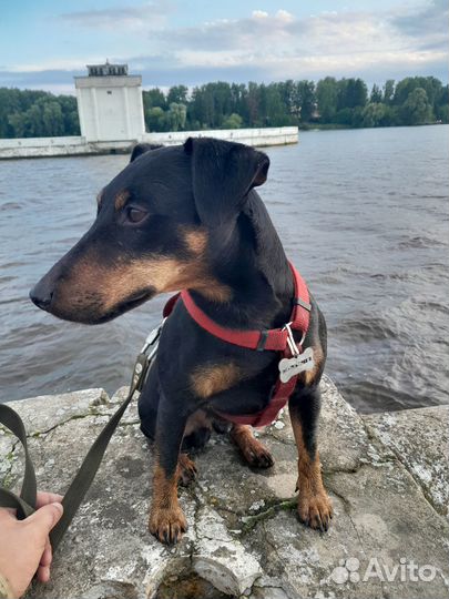 Ягдтерьер, рабочий