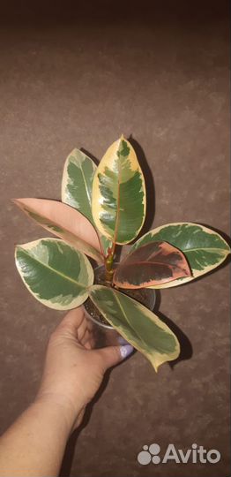 Комнатные растения цветы