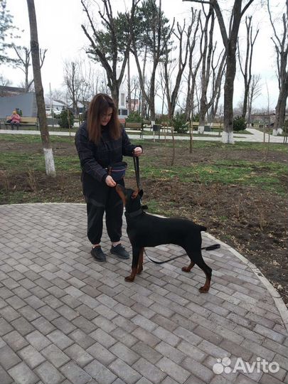 Дрессировка индивидуальная собак