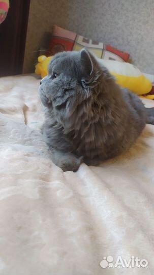 Хомяки бесплатно