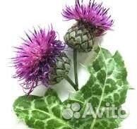 Расторопш ик 9