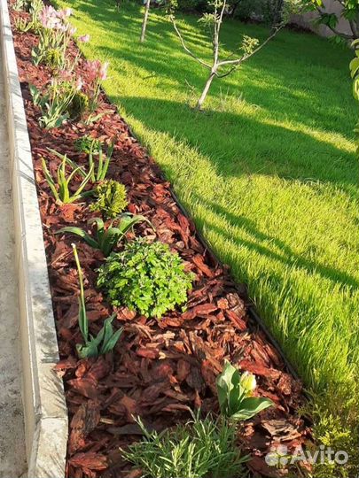 Кора сибирской лиственницы