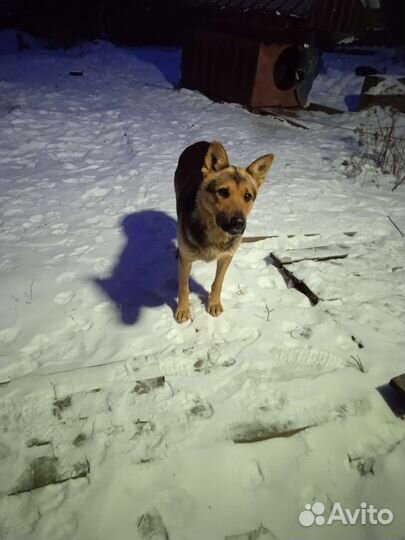 Потерялась собака