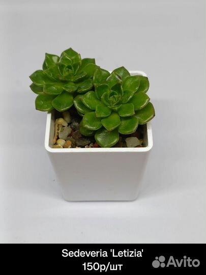 Суккуленты