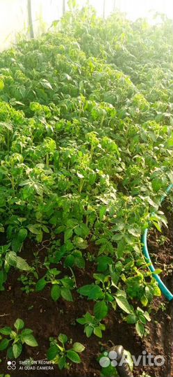 Рассада помидор, перец болгарский, огурцы