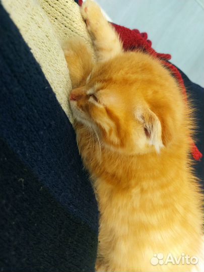 Рыжий котенок мальчик