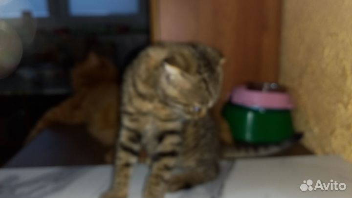Кошки котята