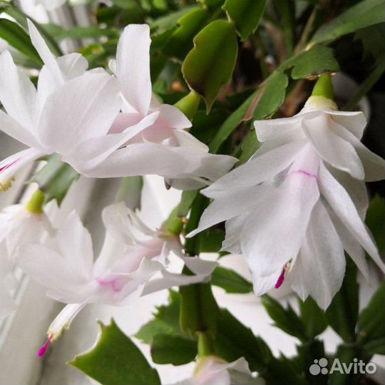 Декабристы