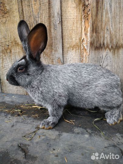 Кролики серебро
