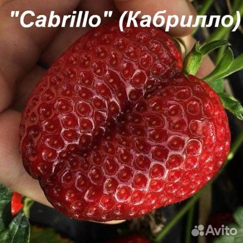 Сортовая рассада клубники