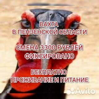 Упаковщик вахта в Пензе жилье еда м/ж/пары