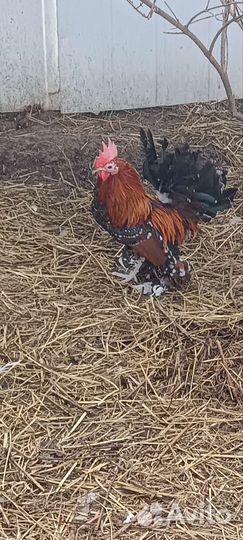 Петушки, перепела