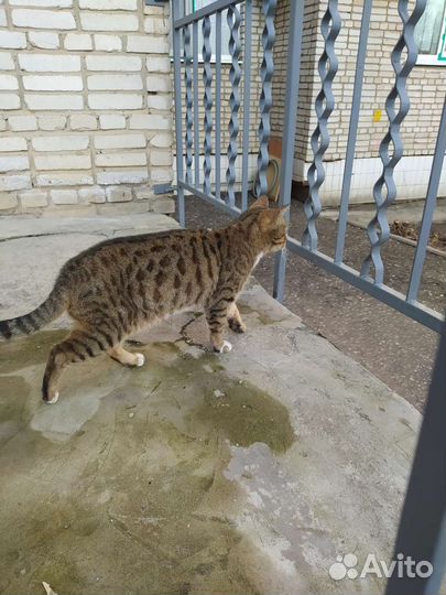 Кот метис бенгала в добрые руки