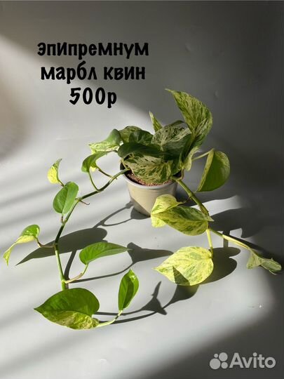 Эпипремнум марбл квин