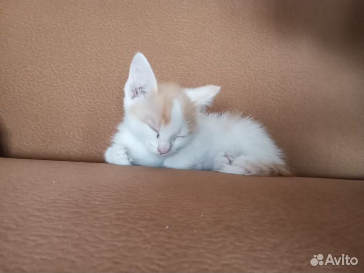 Котэ котята