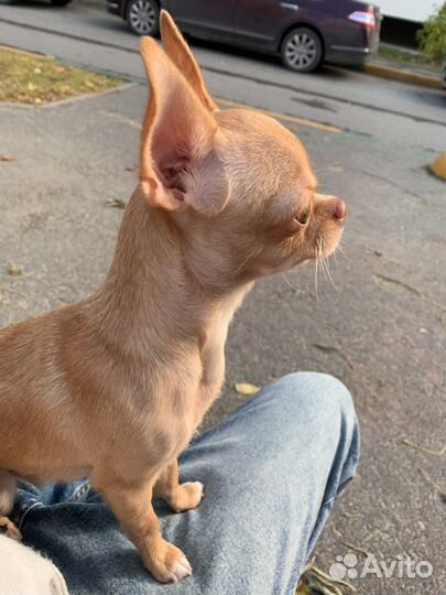 Чихуа для вязки