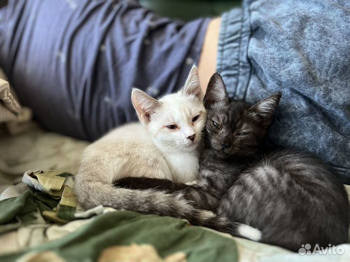 Персидская