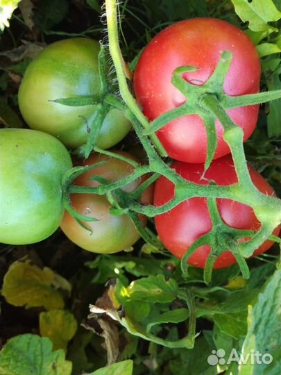 Семена суперурожайного томата О-ля-ля