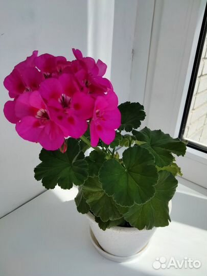 Герань махровая отростки