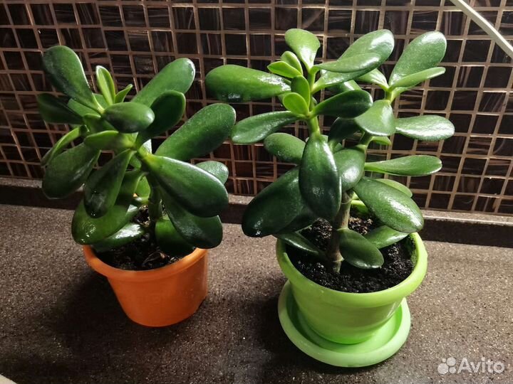 Денежное дерево (Толстянка)