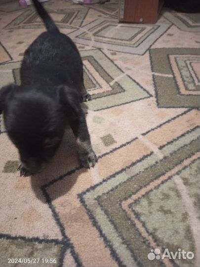 Той-терьер щенки