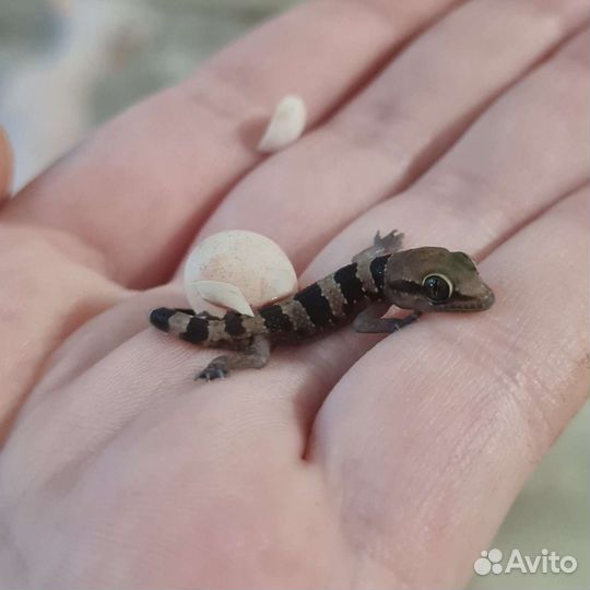 Геккон полупалый триедурус Hemidactylus triedurus