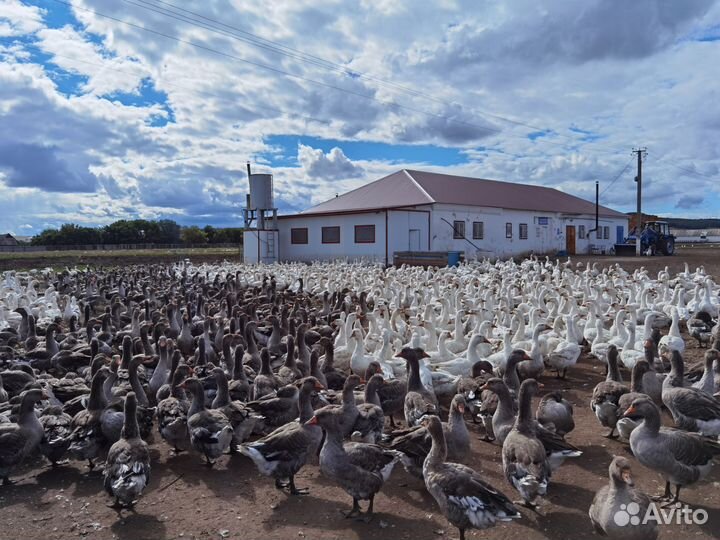Гусаки проверенные на племя