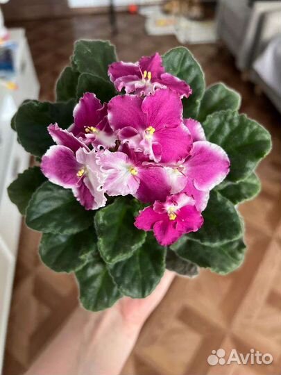 Фиалки сортовые