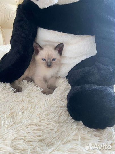 Тайские котята