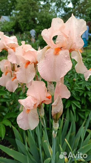 Ирисы бородатые сортовые