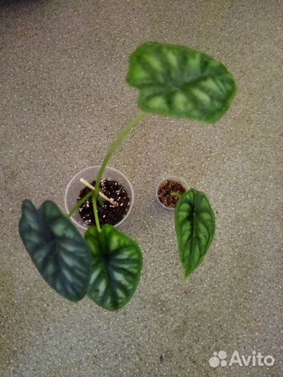 Аглаонемы, алоказия шкура дракона