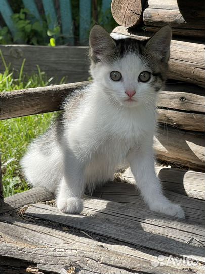 Котенок девочка,1,5 мес