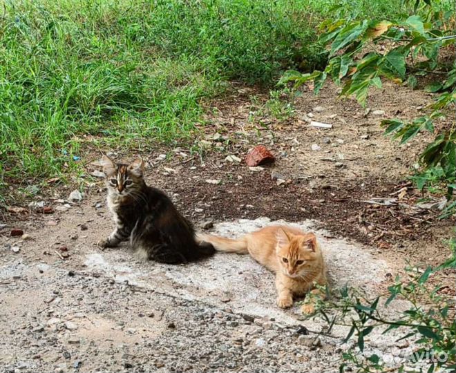 Котята, рыжий мальчик, трёхцветная девочка