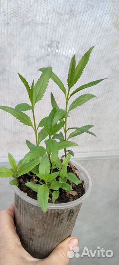 Многолетник Вероника колосковая