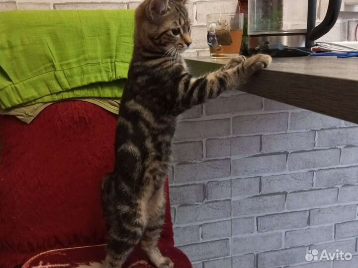 Британские котята