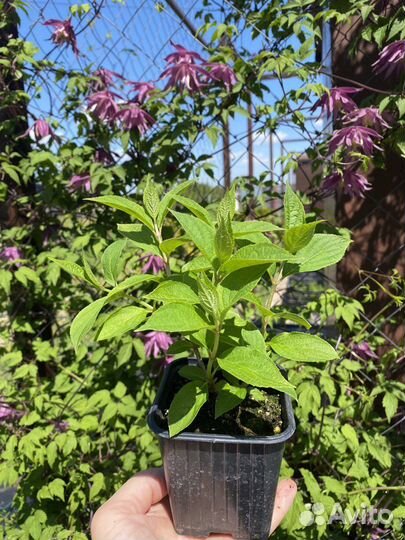 Метельчатая гортензия р9