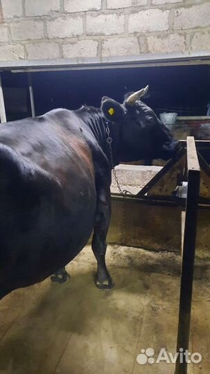 Корова глубоко стельная