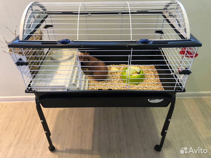 Морская свинка скинни с клеткой