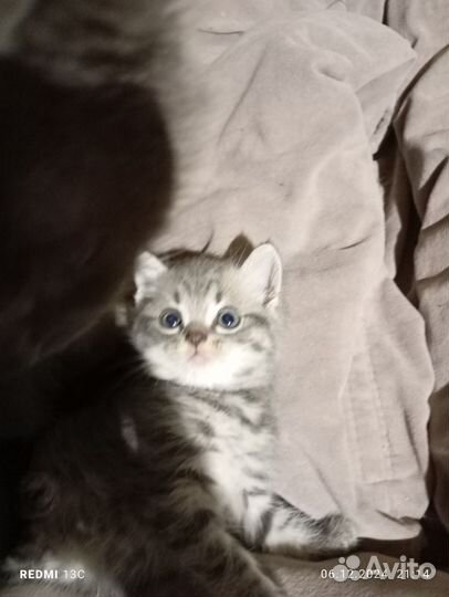 Британская plus бобтейл